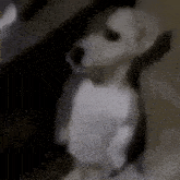a close up of a dog standing on its hind legs .