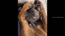 Are Border Terriers Affectionate GIF - Are Border Terriers Affectionate GIFs