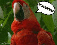 Ol' No Feathers Scarlet Macaw GIF - Ol' No Feathers No Feathers Scarlet Macaw GIFs
