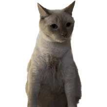 Enigmaticatt Min GIF - Enigmaticatt Min Cat GIFs
