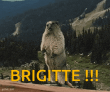 Brigitte Overwatch GIF - Brigitte Overwatch Marmotte GIFs