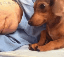 Weiner Dog GIF - Weiner Dog Cuddle GIFs