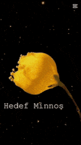 a woman smelling a flower with the name hedef minnos