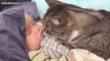 寝ている赤ちゃんに優しくキスする猫 GIF - Cat Kiss Baby GIFs