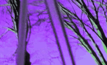 Trees Purple GIF - Trees Purple Nature GIFs