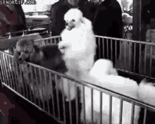Excited Dog GIF