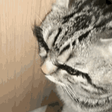 Raeswae Cat GIF - Raeswae Cat Eyelashes GIFs