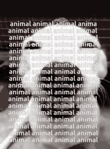 Animal Dog GIF - Animal Dog Anime GIFs