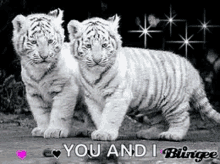 Tiger Tiger Cubs GIF - Tiger Tiger Cubs You And Me GIFs