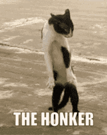 Honker The Honker GIF - Honker The Honker GIFs