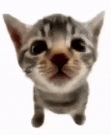 Elgatitolover Cat GIF - Elgatitolover Cat Kitty GIFs