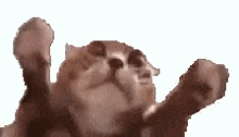 a close up of a cat with its paws in the air .