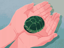 Shy Turtle GIF