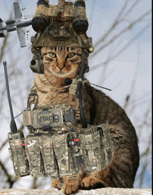Military Cat GIF - Military Cat Jtac GIFs