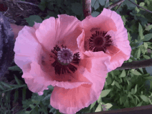 poppy flower pink plant