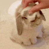 Bunny Massage GIF - Bunny Massage Scratch GIFs