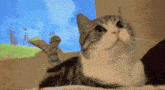 a cat laying on its back looking up at the camera