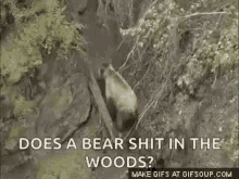 Bear Woods GIF