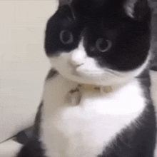 Cat Surprised Stare Cat Stare GIF - Cat Surprised Stare Cat Stare Cat Stunned GIFs