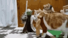Tumamink Yoda GIF - Tumamink Yoda Cat - Discover & Share GIFs