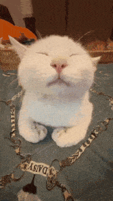 Cat Eepy GIF