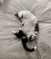 Cat Tail GIF - Cat Tail GIFs