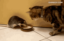 Cat Rat GIF - Cat Rat Steal GIFs