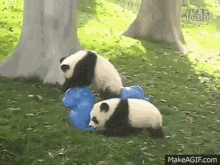 Baby Pandas Panda GIF - Baby Pandas Panda Fall Over GIFs
