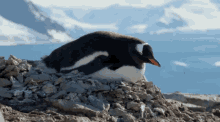 Sleep Sleeping GIF - Sleep Sleeping Sleeping Pinguin GIFs