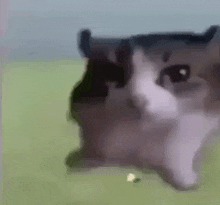 a close up of a cat laying on the grass .
