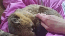 Did I Say Stop?! GIF - Pet Scratch Sleeping GIFs