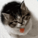 Cat Cute GIF - Cat Cute Angry GIFs