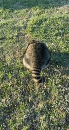 Raccoon Rolling GIF - Raccoon Rolling Roll GIFs