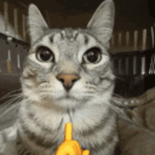 a cat is giving the middle finger and looking at the camera .