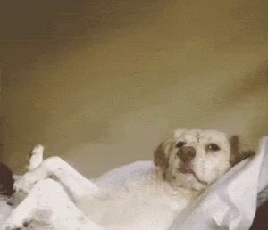 funny animals relaxing