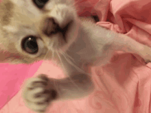 Singapura Kitten Play GIF - Singapura Kitten Play GIFs