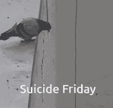 Suicide Friday Friday GIF - Suicide Friday Friday Pigeon GIFs
