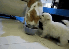Cats Cat Eating GIF