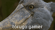 Torugo Aves GIF - Torugo Aves Bird GIFs
