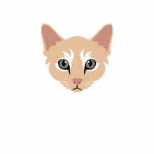 melina bucher indy indy cat cute cat
