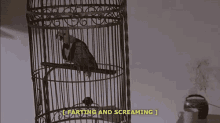 Screaming Farting GIF - Screaming Farting Bird GIFs