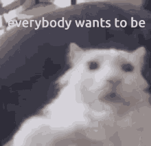 Everybody Wants To Be Enemy GIF – Everybody Wants To Be Enemy Cat ...