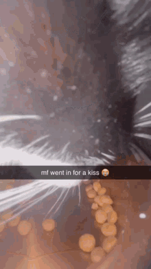 Kissy Cat GIF - Kissy Cat GIFs