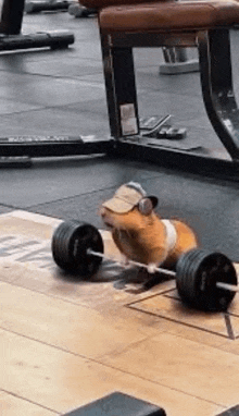 a guinea pig is lifting a barbell in a gym while wearing headphones and a hat .