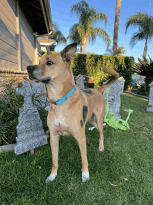 a dog wearing a blue collar is standing in the grass in front of a house