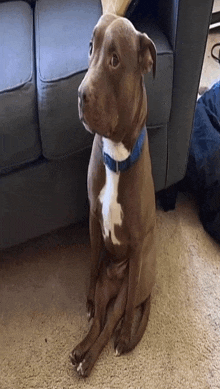 a brown and white dog with a blue collar is sitting on the floor