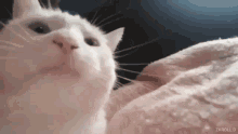 Gato Moviendo La Cabeza GIF