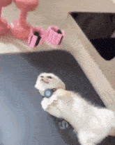 a white cat is laying on its back on a yoga mat in a gym .