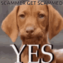 Yes Dognod GIF - Yes Dognod Scammergetscammed GIFs