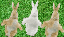 Dancing Rabbits GIF